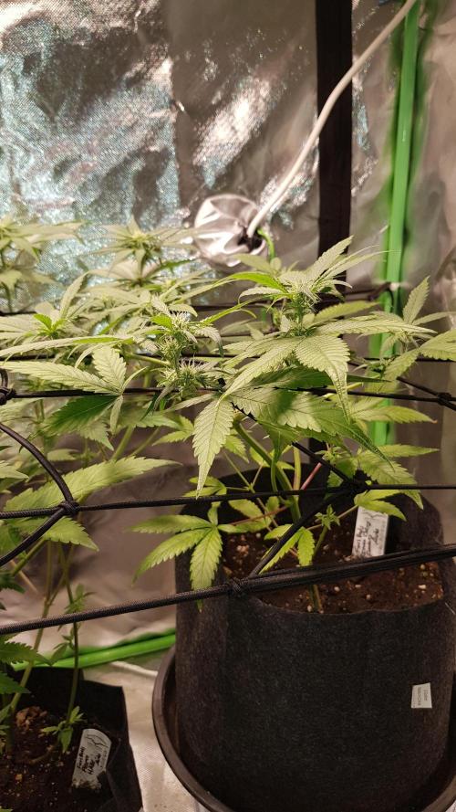 Fruity Cookies. Week 5