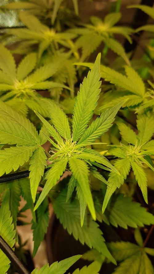 Fruity Cookies. Week 5