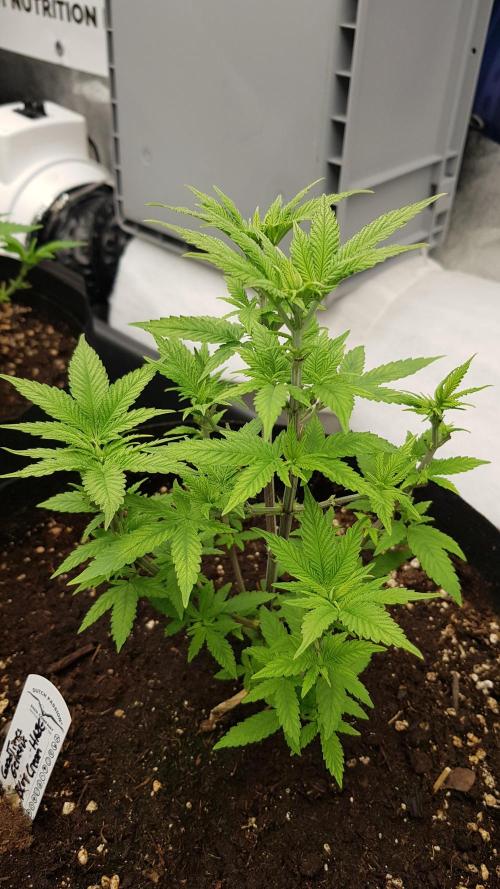 Breeding Special. Week 5