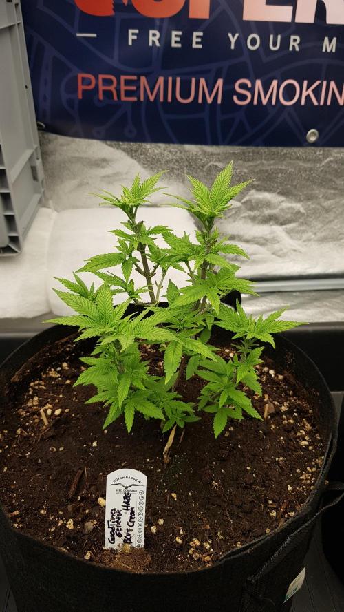 Breeding Special. Week 5