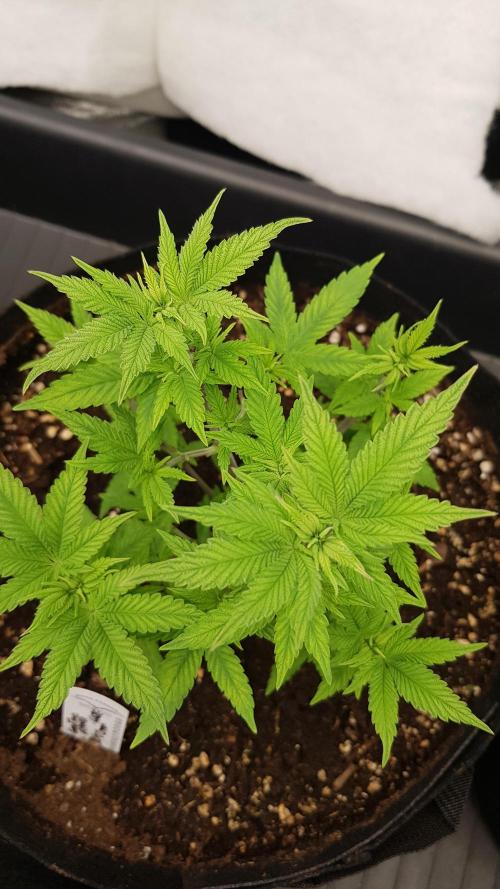 Breeding Special. Week 5