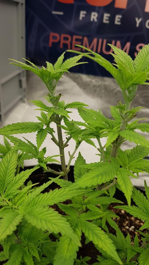 Breeding Special. Week 5