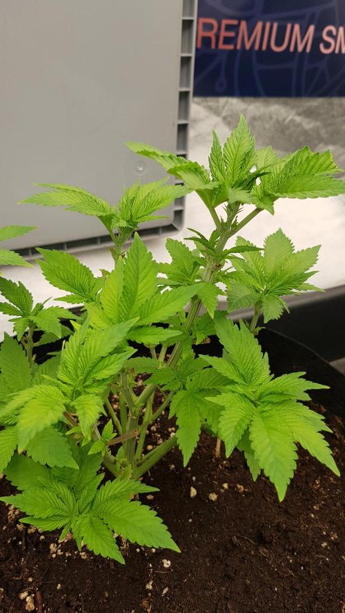NEW BioBoost Seeds. Week 5