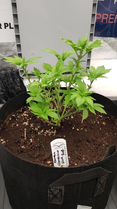 NEW BioBoost Seeds. Week 5