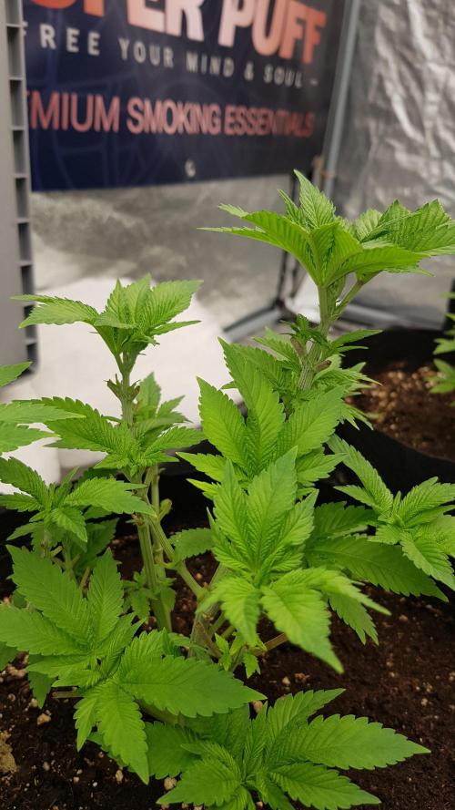 NEW BioBoost Seeds. Week 5