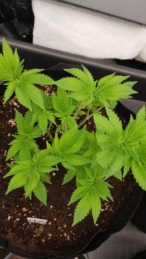 NEW BioBoost Seeds. Week 5