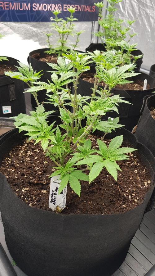 NEW BioBoost Seeds. Week 5