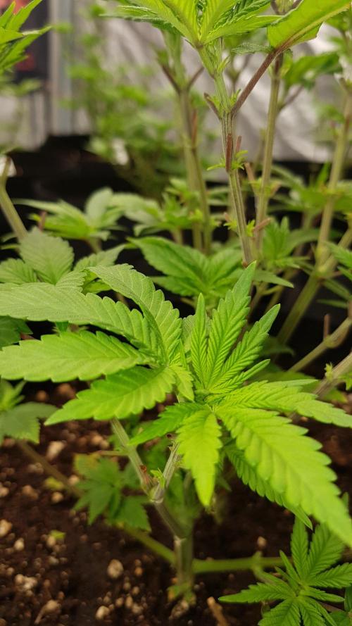 NEW BioBoost Seeds. Week 5