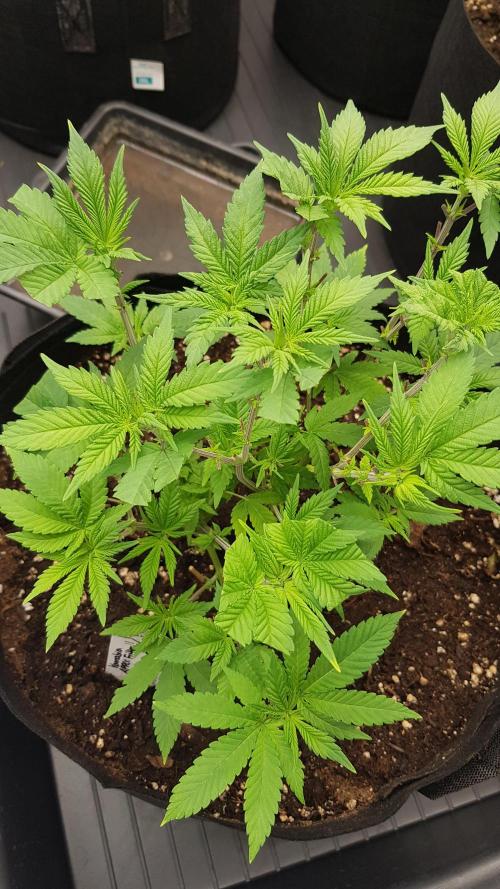 NEW BioBoost Seeds. Week 5