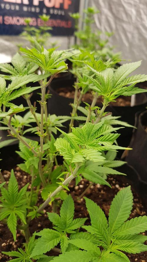 NEW BioBoost Seeds. Week 5