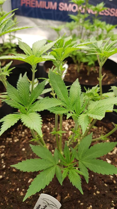 Gelato goes Pink. Week 5