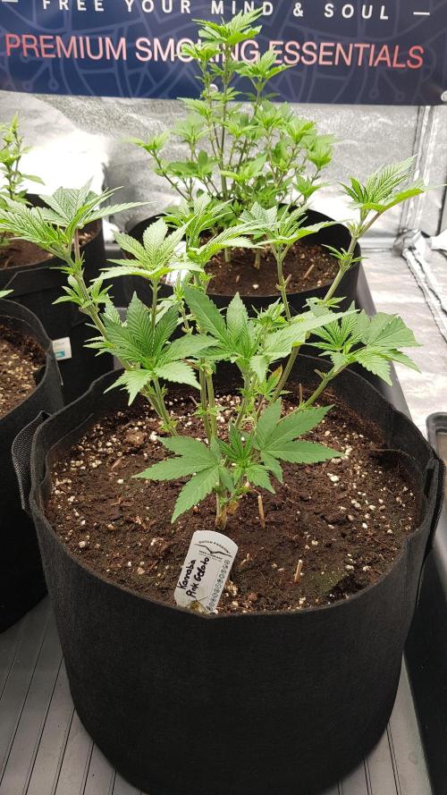 Gelato goes Pink. Week 5