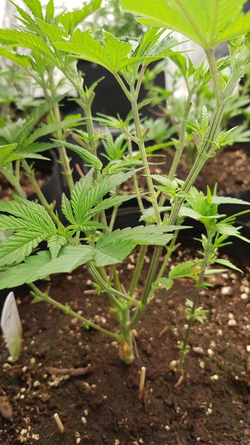 Gelato goes Pink. Week 5