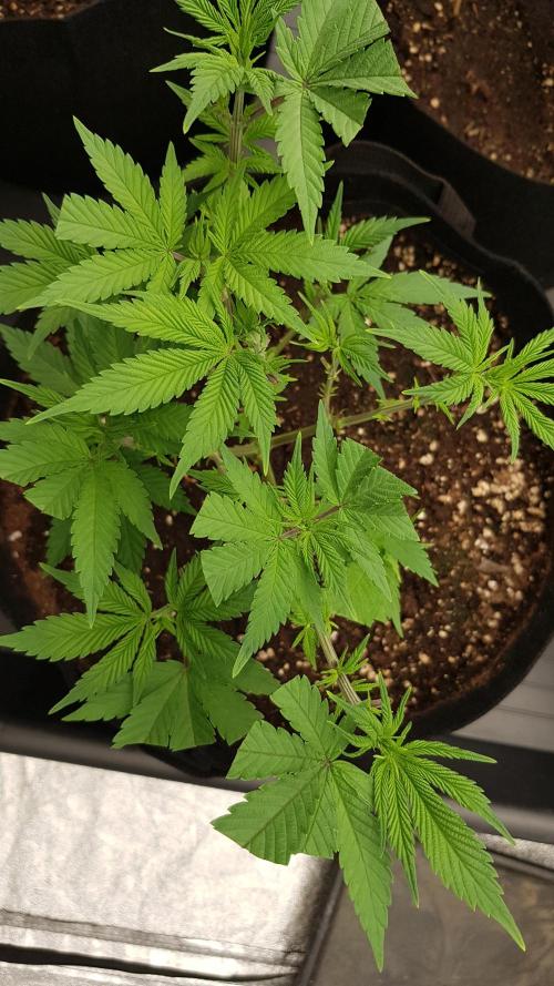 Gelato goes Pink. Week 5