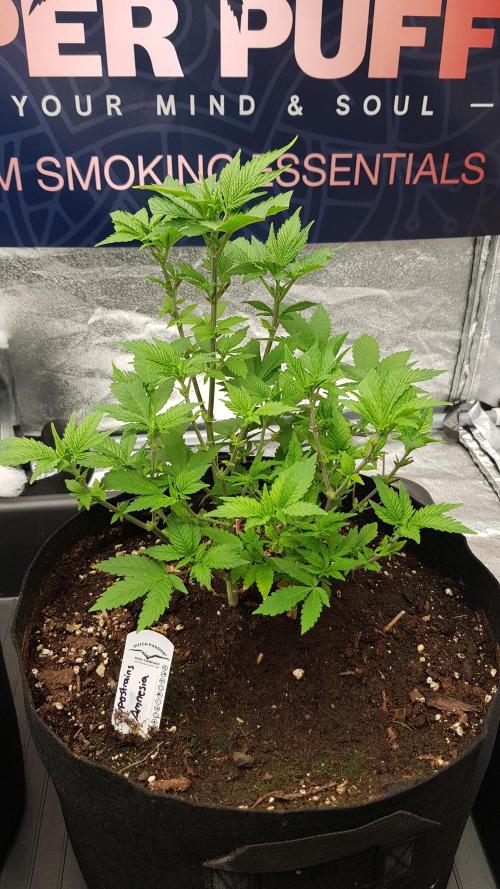 Home Of The Amnesia. Week 5
