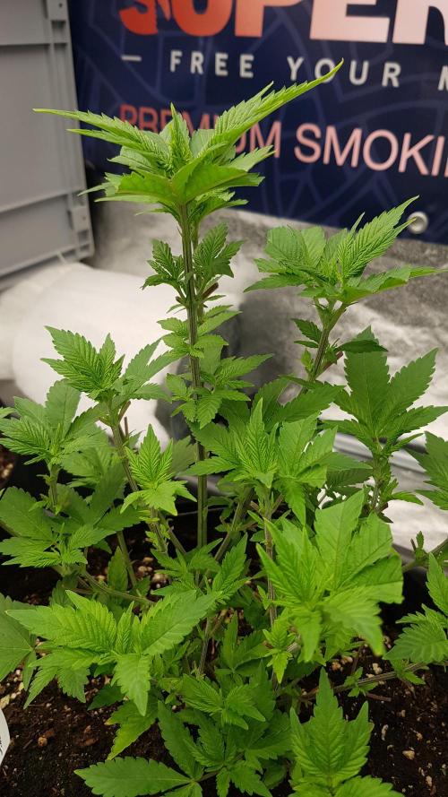 Home Of The Amnesia. Week 5