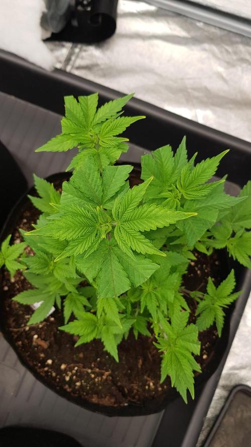 Home Of The Amnesia. Week 5