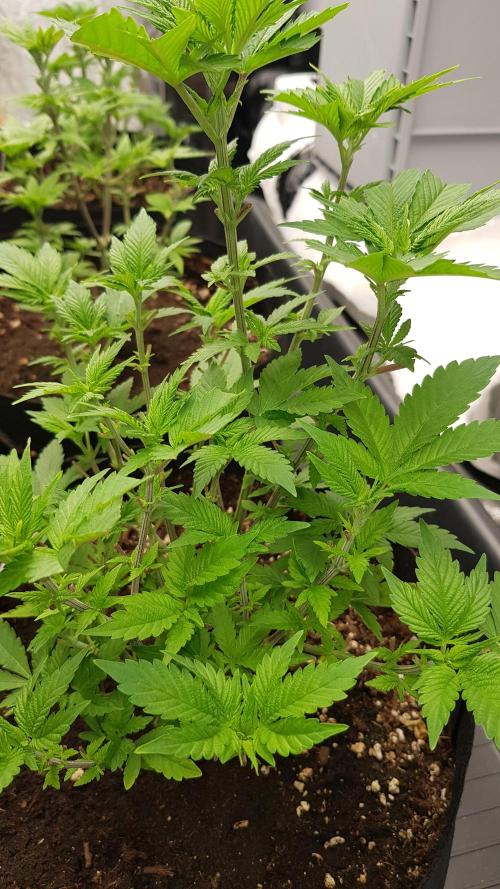 Home Of The Amnesia. Week 5