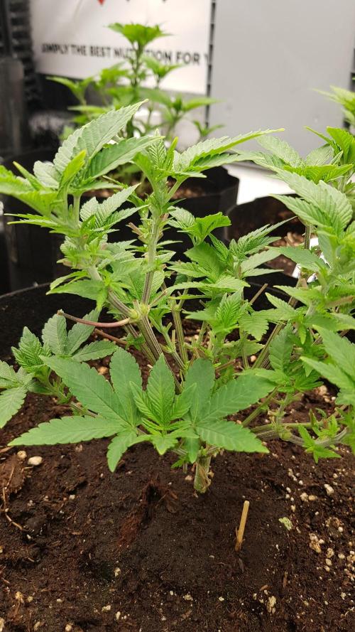 Forbiden Oreo. Week 5
