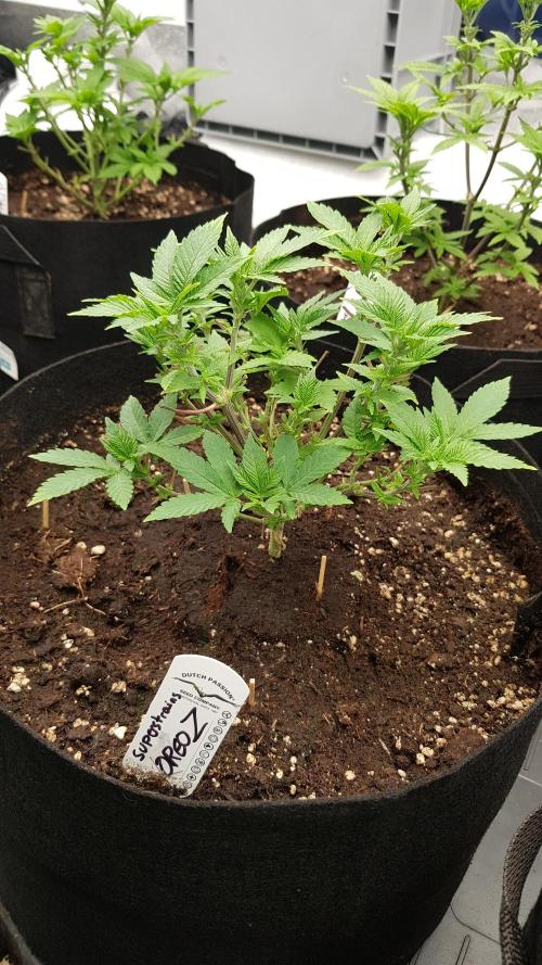 Forbiden Oreo. Week 5
