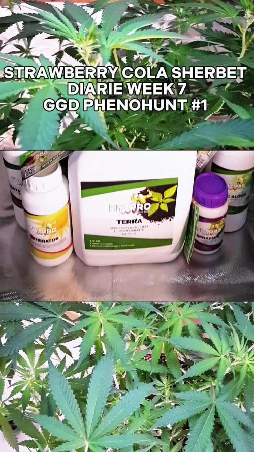 GGD Hunted Pheno #1