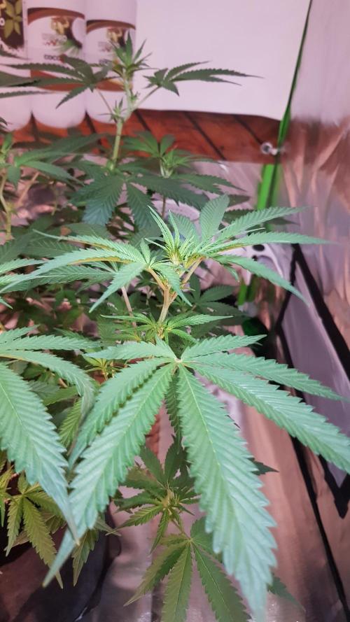 GGD Hunted Pheno #1. Week 7