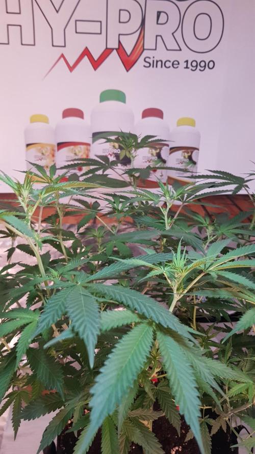 GGD Hunted Pheno #1. Week 7