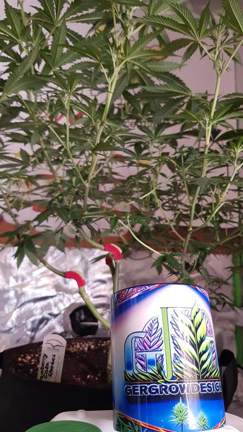 GGD Hunted Pheno #1. Week 7