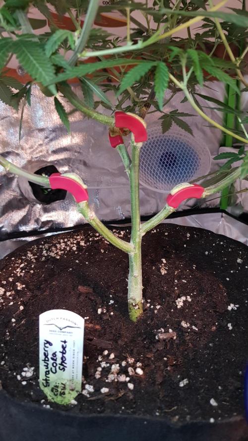 GGD Hunted Pheno #1. Week 7