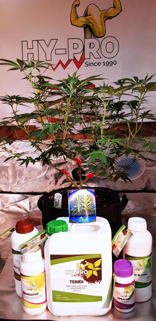 GGD Hunted Pheno #1. Week 7