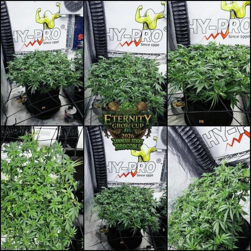 🥦Eternity Grow Cup |GGD. Week 6 - Last Training days