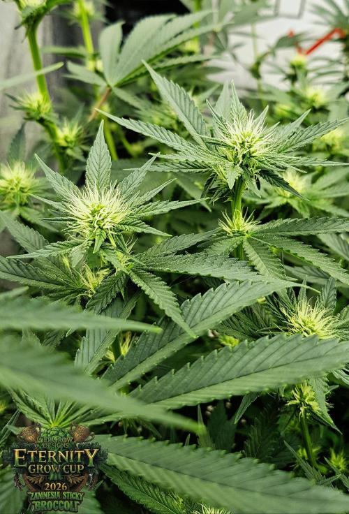 🥦Eternity Grow Cup |GGD. Week 6 - "