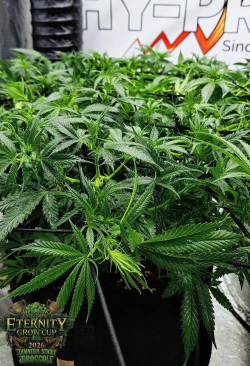 🥦Eternity Grow Cup |GGD. Week 6 - Last Spraymix adjust 