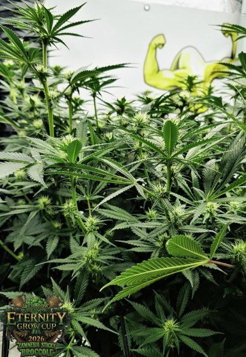 🥦Eternity Grow Cup |GGD. Week 6 - "