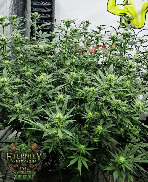 🥦Eternity Grow Cup |GGD. Week 6 - "