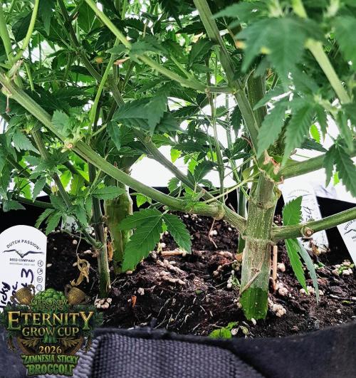 🥦Eternity Grow Cup |GGD. Week 6 - "