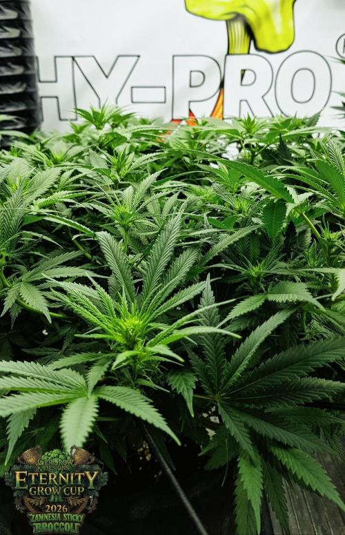 🥦Eternity Grow Cup |GGD. Week 6 - Stretch Start middle Week