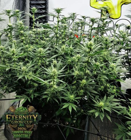 🥦Eternity Grow Cup |GGD. Week 6 - 10 Days after Flower Switch 