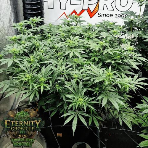 🥦Eternity Grow Cup |GGD. Week 6 - Stretch Start middle week