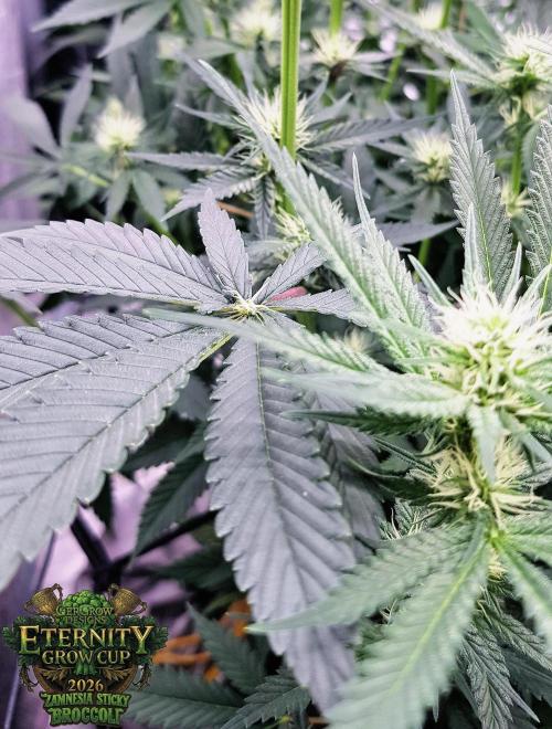 🥦Eternity Grow Cup |GGD. Week 6 - "