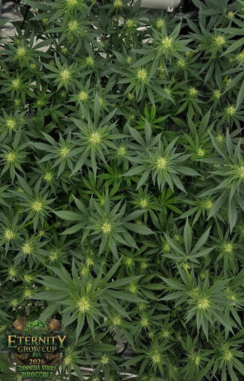 🥦Eternity Grow Cup |GGD. Week 6 - "
