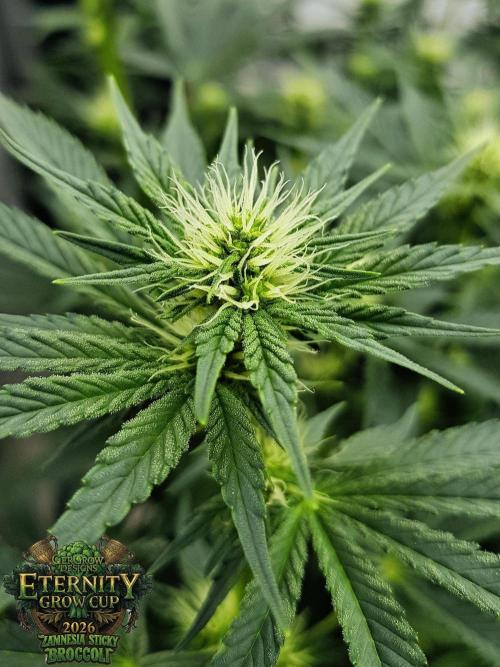 🥦Eternity Grow Cup |GGD. Week 6 - "