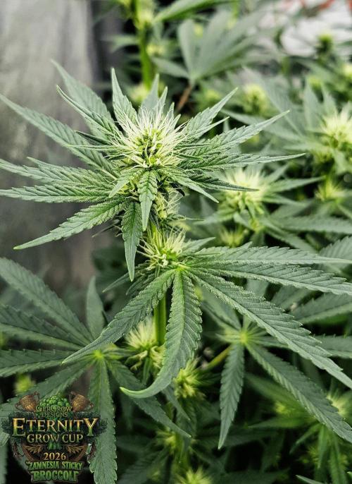 🥦Eternity Grow Cup |GGD. Week 6 - "