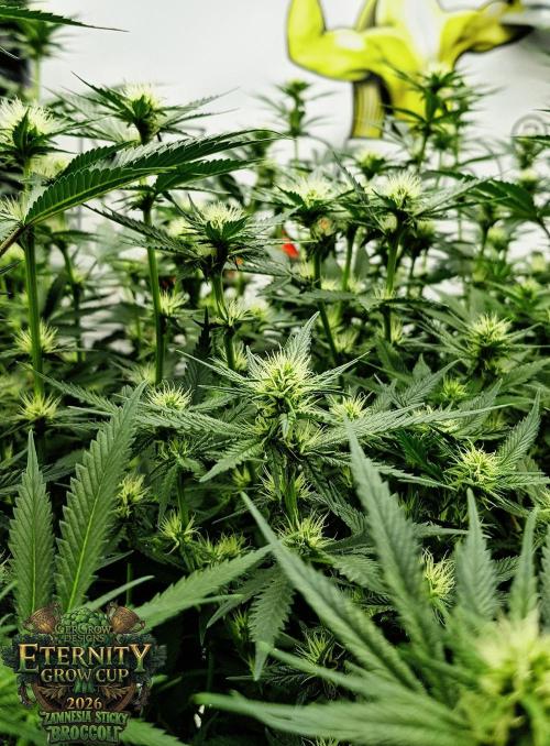 🥦Eternity Grow Cup |GGD. Week 6 - "