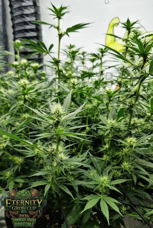 🥦Eternity Grow Cup |GGD. Week 6 - "