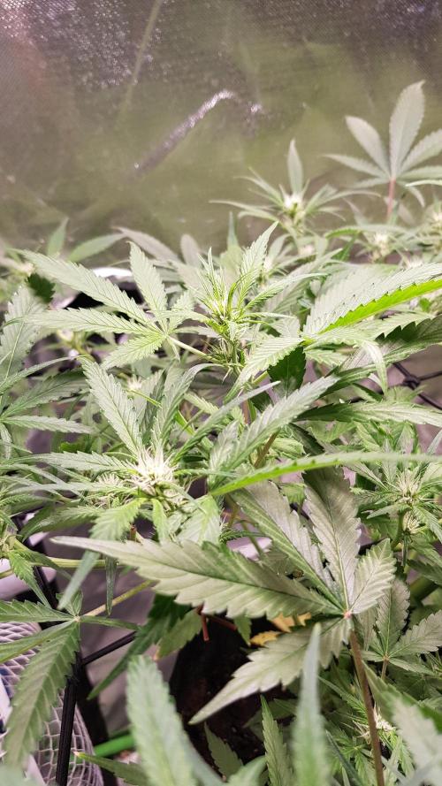 Soda Fusion. Week 6