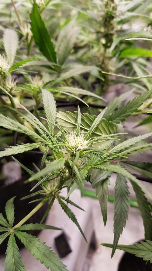 Soda Fusion. Week 6