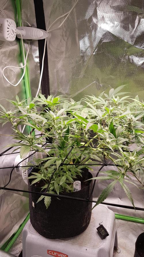 Soda Fusion. Week 6