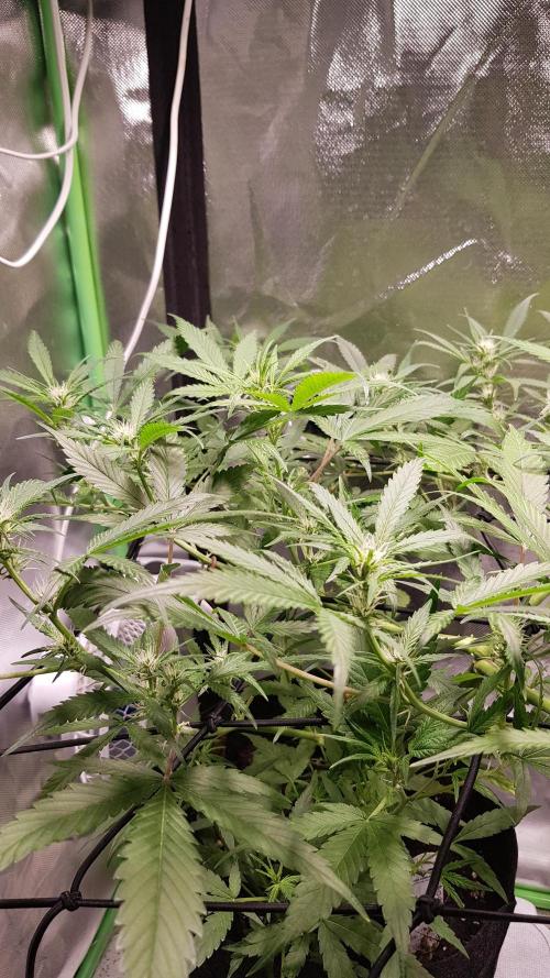 Soda Fusion. Week 6