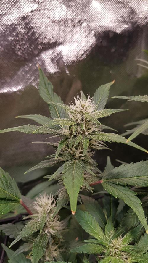 Hunting Berrys. Week 6